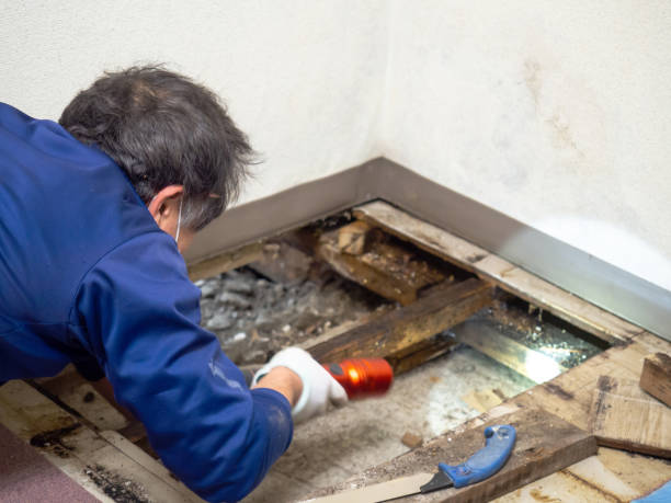 Best Kitchen Mold Remediation in Scandia, MN