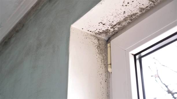 Scandia, MN Mold Remediation Company
