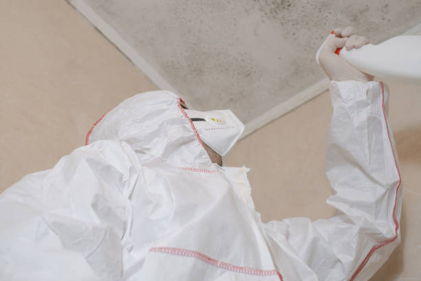 Best Mold Testing and Inspection Services in Scandia, MN