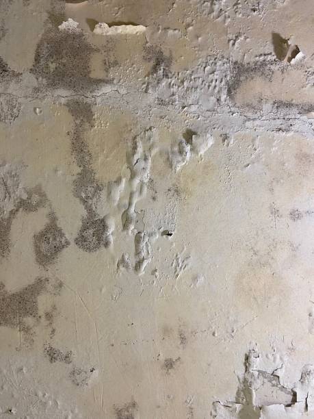 Professional Mold Remediation in Scandia, MN