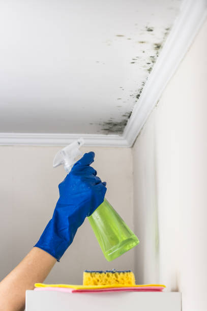 Best White Mold Remediation in Scandia, MN